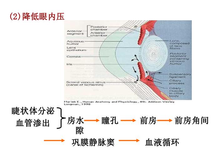 【醫學PPT課件】第6章 膽堿受體激動藥-同濟醫學院藥理學系第12頁
