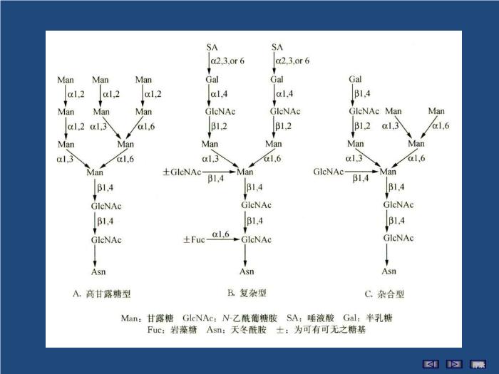 【醫學PPT課件】聚糖的結構與功能 生物化學與分子生物學第12頁