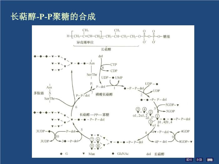 【醫學PPT課件】聚糖的結構與功能 生物化學與分子生物學第14頁