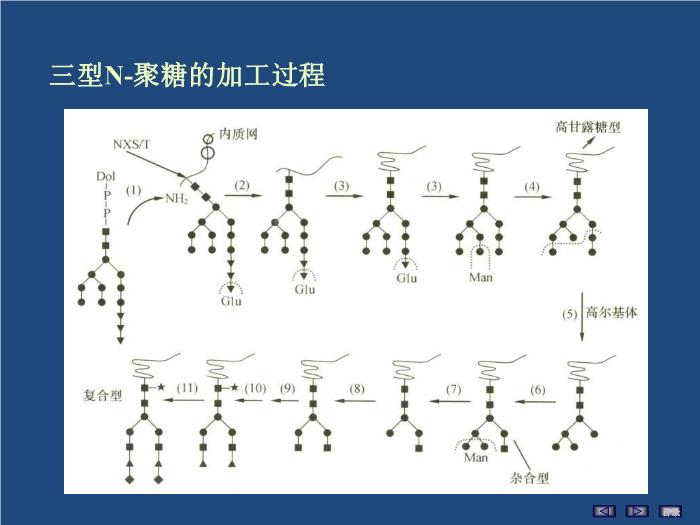 【醫學PPT課件】聚糖的結構與功能 生物化學與分子生物學第15頁
