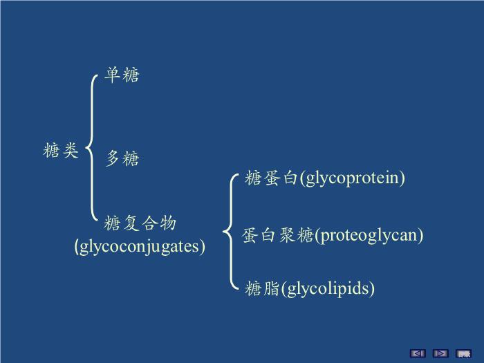 【醫學PPT課件】聚糖的結構與功能 生物化學與分子生物學第3頁