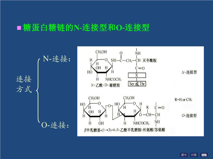 【醫學PPT課件】聚糖的結構與功能 生物化學與分子生物學第8頁