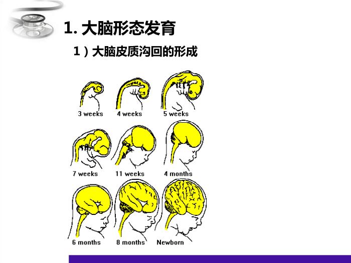 【醫學PPT課件】兒童神經心理發育 八年制兒科學PPT課件第4頁