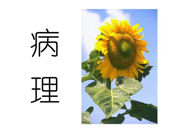 【醫學PPT課件】卵巢腫瘤中山大學精品課件第14頁