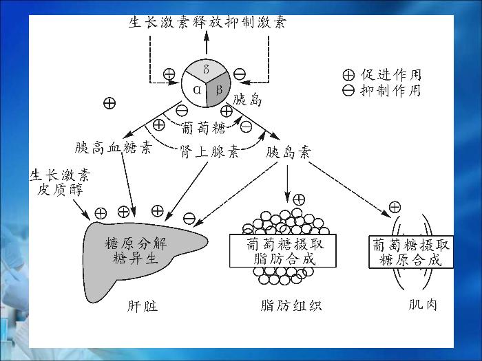 【醫學PPT課件】第11章  糖代謝紊亂（人衛）重慶醫科大學第8頁