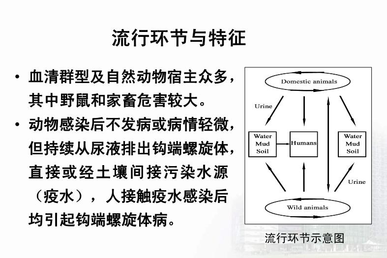 【醫學PPT課件】第21章 螺旋體 醫學微生物學教學課件第10頁