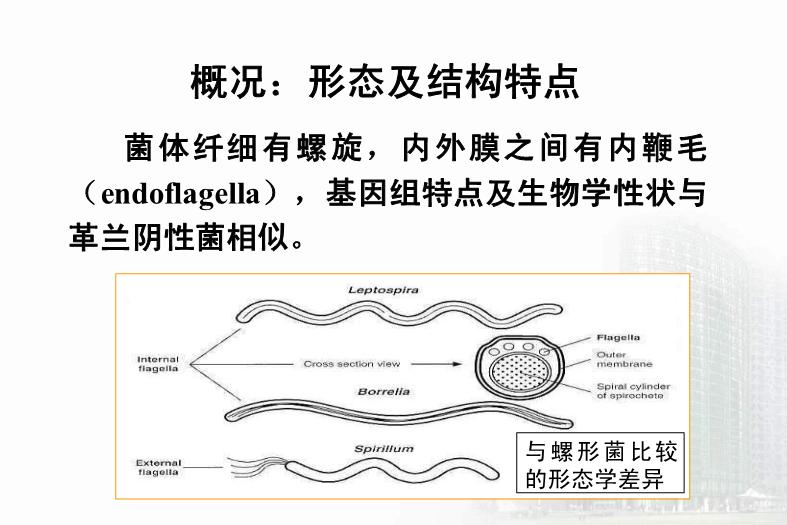 【醫學PPT課件】第21章 螺旋體 醫學微生物學教學課件第6頁