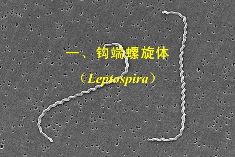 【醫學PPT課件】第21章 螺旋體 醫學微生物學教學課件第7頁