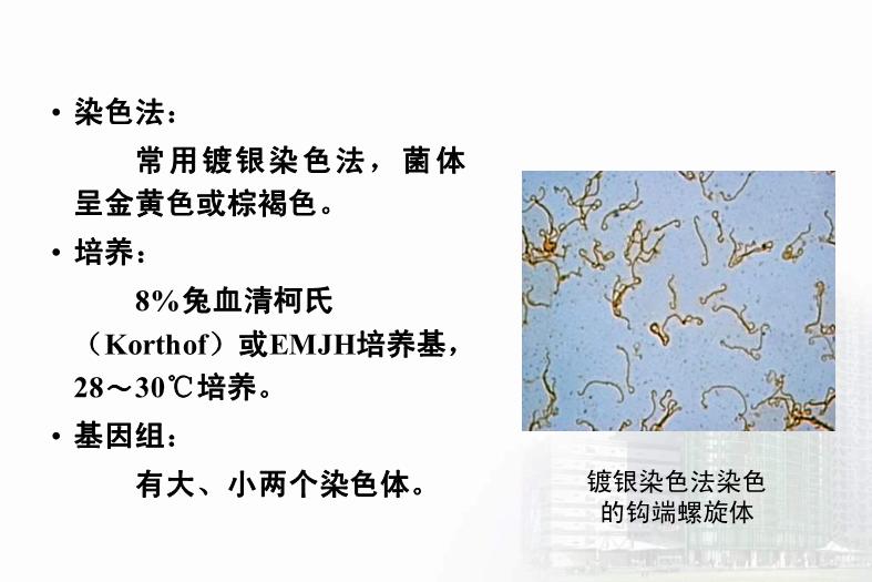 【醫學PPT課件】第21章 螺旋體 醫學微生物學教學課件第9頁