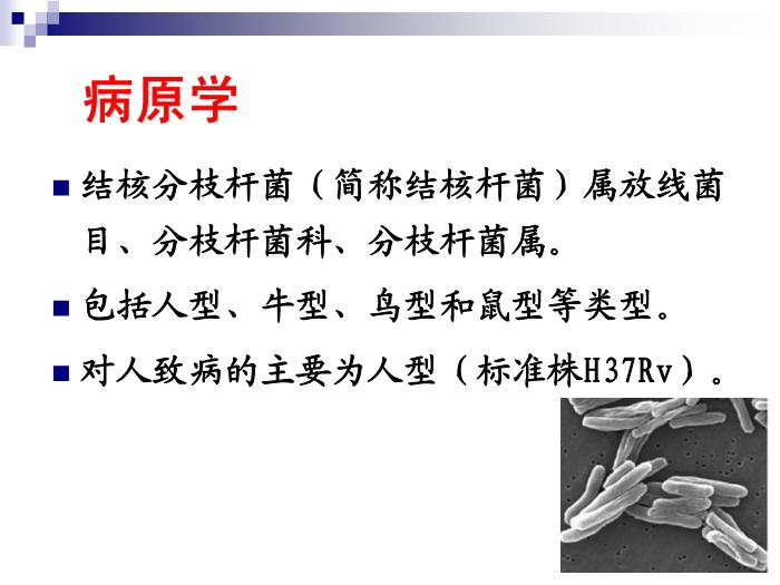 【醫學PPT課件】結核病 華中科技大學傳染病學教學課件第4頁