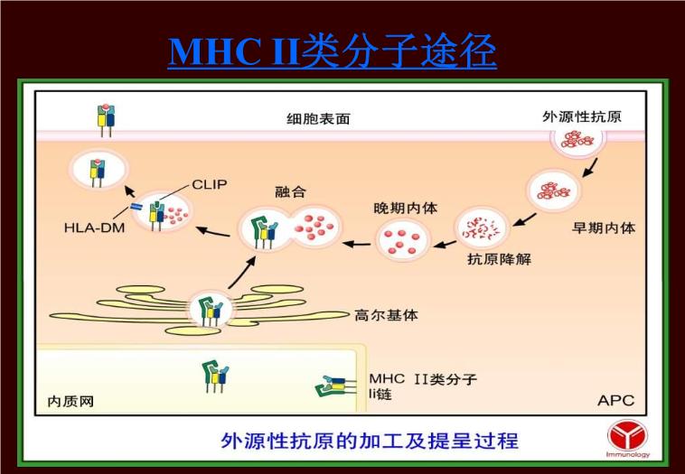 【醫學PPT課件】羥氯喹-—紛樂風濕科的應用 上海中西制藥有限公司第10頁