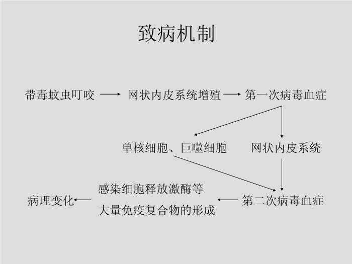 【醫學PPT課件】第28章 黃病毒 江蘇大學第15頁