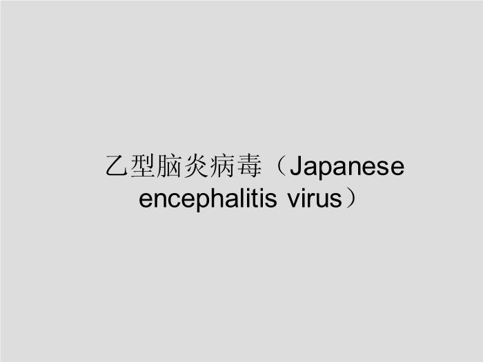【醫學PPT課件】第28章 黃病毒 江蘇大學第4頁