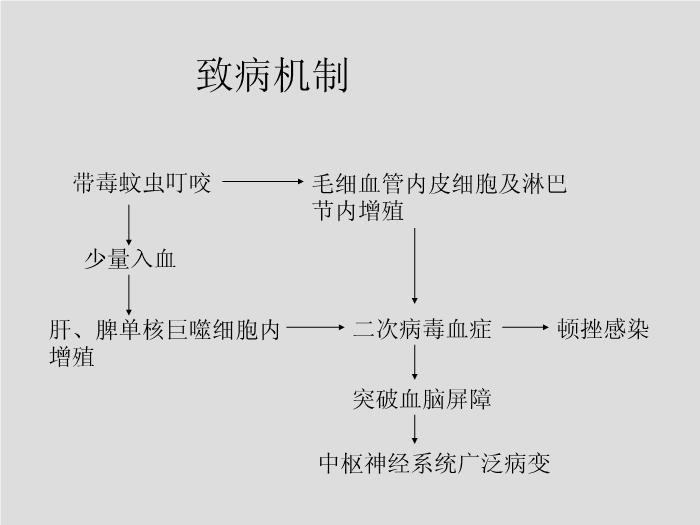 【醫學PPT課件】第28章 黃病毒 江蘇大學第7頁