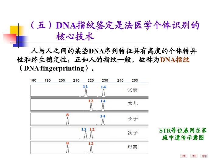 【醫學PPT課件】第二十五章 基因診斷與基因治療 醫學微生物學教學課件第13頁