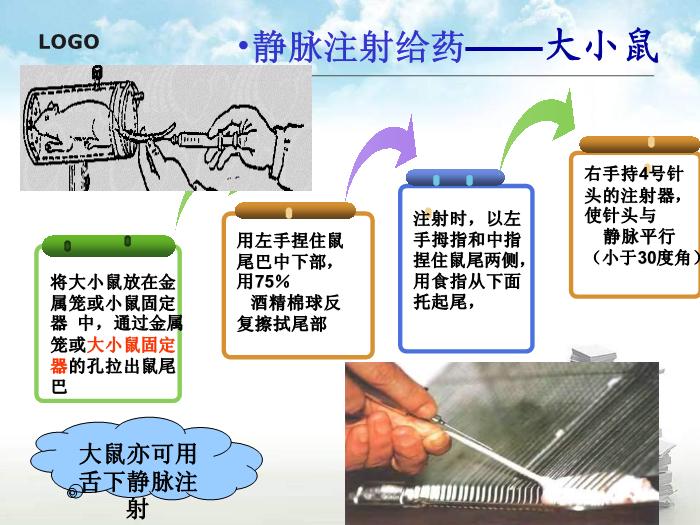 【醫學PPT課件】動物實驗操作基本方法第12頁