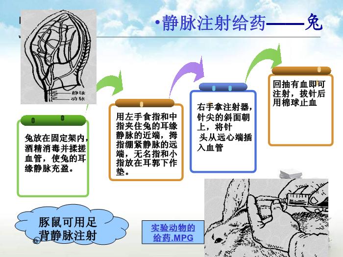 【醫學PPT課件】動物實驗操作基本方法第14頁