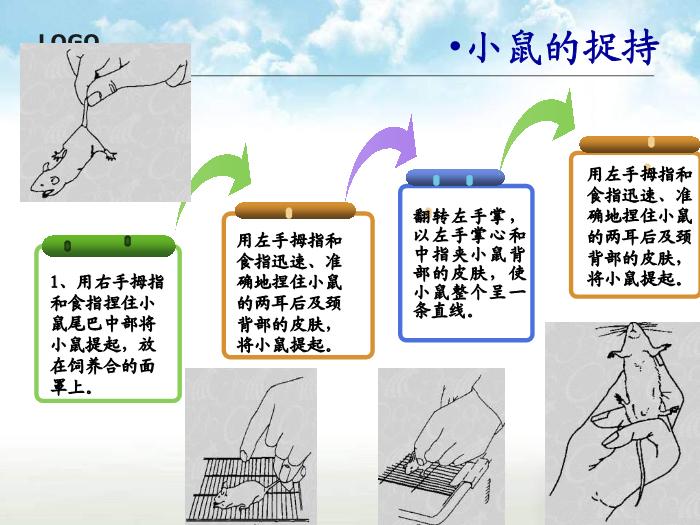 【醫學PPT課件】動物實驗操作基本方法第4頁