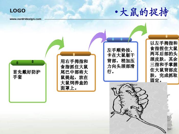 【醫學PPT課件】動物實驗操作基本方法第5頁