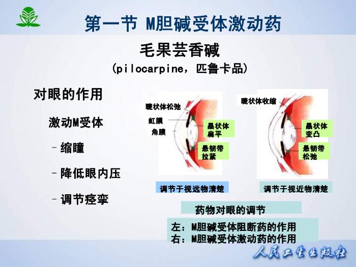 【醫學PPT課件】第 六 章  膽堿受體激動藥第14頁