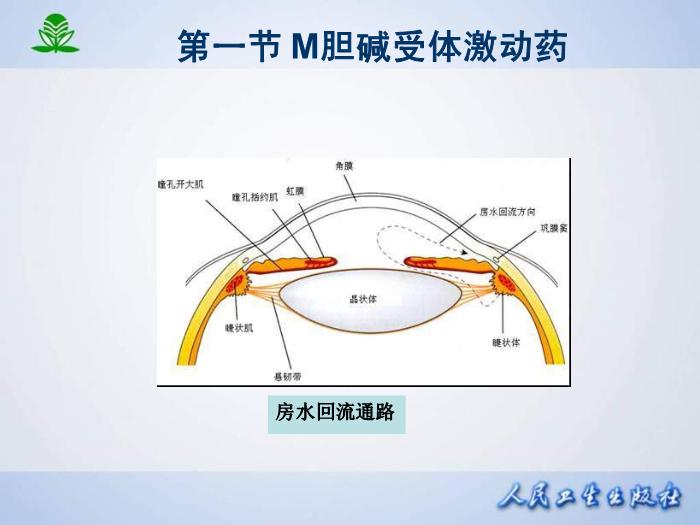 【醫學PPT課件】第 六 章  膽堿受體激動藥第15頁