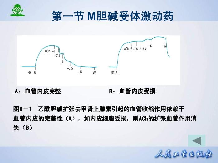 【醫學PPT課件】第 六 章  膽堿受體激動藥第6頁