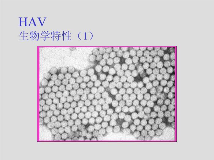 【醫學PPT課件】第26章 肝炎病毒 四川大學華西臨床醫學院  