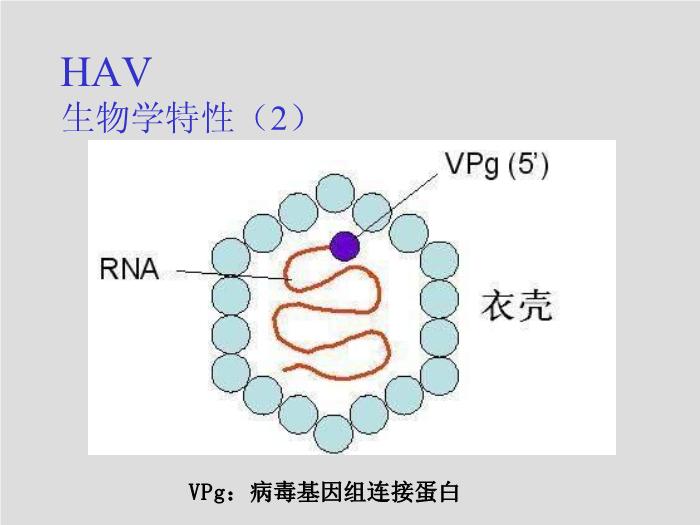 【醫學PPT課件】第26章 肝炎病毒 四川大學華西臨床醫學院  