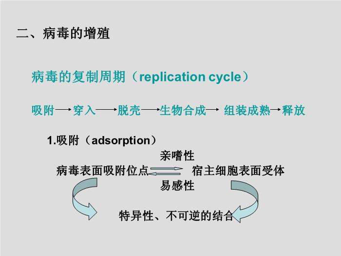 【醫學PPT課件】第23章 病毒學概述 大連醫科大學  第11頁