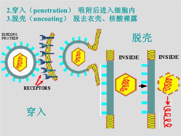 【醫學PPT課件】第23章 病毒學概述 大連醫科大學  第13頁