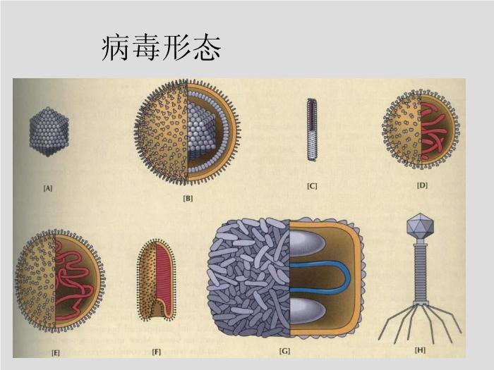 【醫學PPT課件】第23章 病毒學概述 大連醫科大學  第4頁