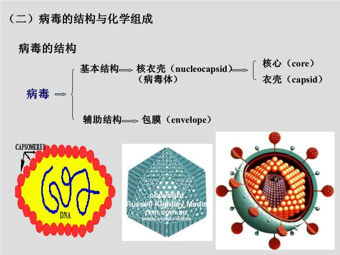 【醫學PPT課件】第23章 病毒學概述 大連醫科大學  第5頁