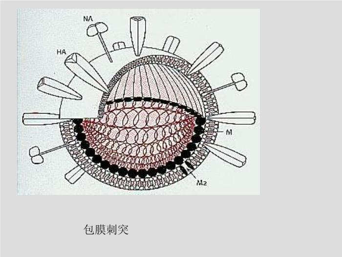 【醫學PPT課件】第23章 病毒學概述 大連醫科大學  第7頁