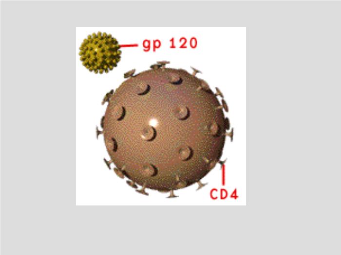 【醫學PPT課件】第23章 病毒學概述 大連醫科大學  第9頁