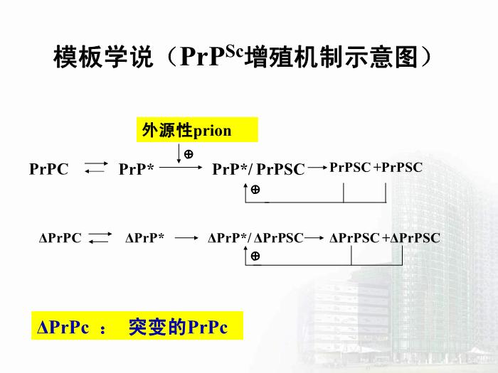 【醫學PPT課件】第34章 朊粒 醫學微生物學教學課件第13頁