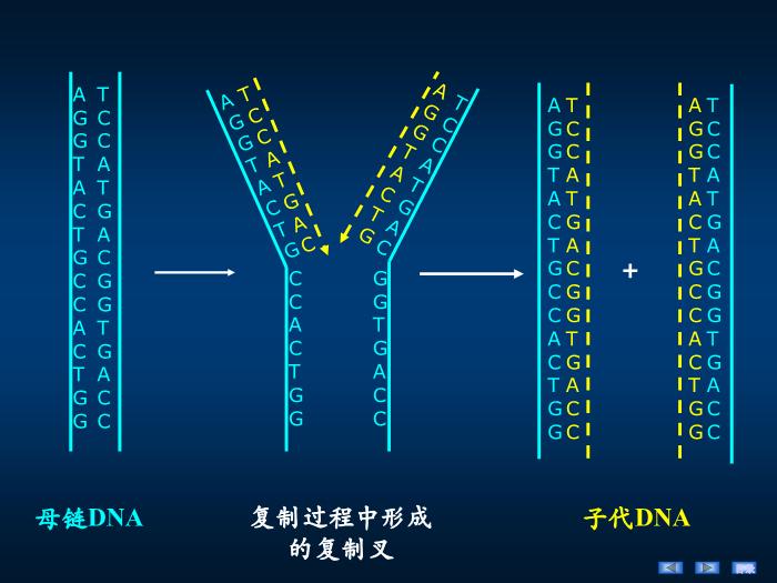 【醫學PPT課件】第十四章 DNA的生物合成 生物化學與分子生物學第11頁