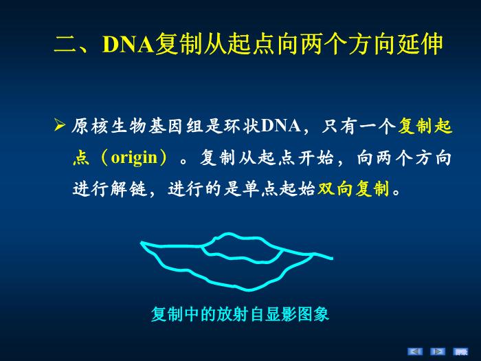 【醫學PPT課件】第十四章 DNA的生物合成 生物化學與分子生物學第12頁