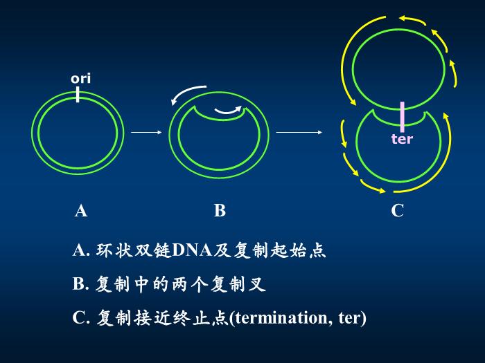 【醫學PPT課件】第十四章 DNA的生物合成 生物化學與分子生物學第13頁