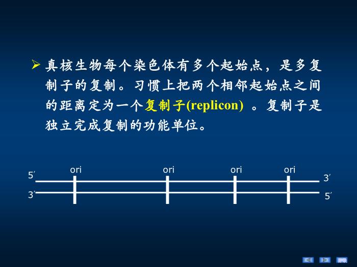 【醫學PPT課件】第十四章 DNA的生物合成 生物化學與分子生物學第14頁