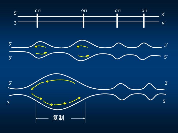 【醫學PPT課件】第十四章 DNA的生物合成 生物化學與分子生物學第15頁