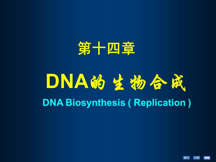 【醫學PPT課件】第十四章 DNA的生物合成 生物化學與分子生物學第2頁