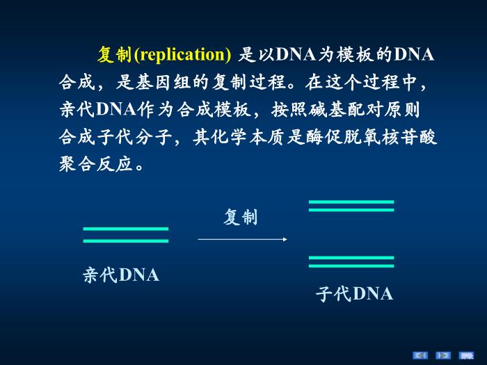 【醫學PPT課件】第十四章 DNA的生物合成 生物化學與分子生物學第3頁