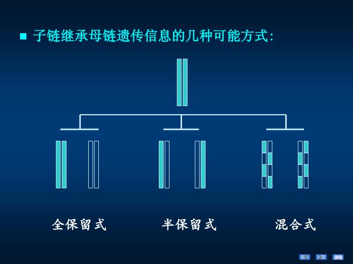 【醫學PPT課件】第十四章 DNA的生物合成 生物化學與分子生物學第8頁