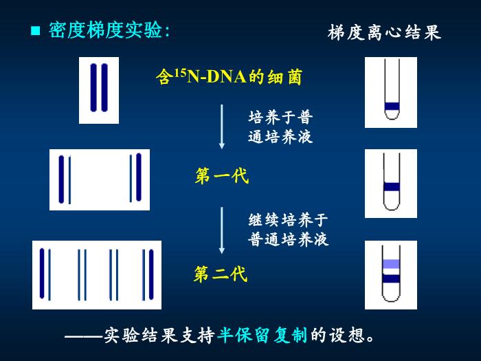【醫學PPT課件】第十四章 DNA的生物合成 生物化學與分子生物學第9頁