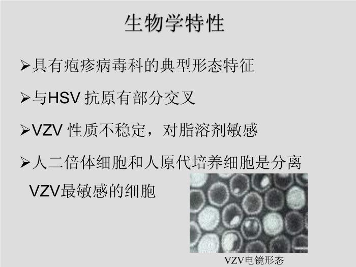 【醫學PPT課件】第27章 皰疹病毒 浙江大學附屬第一醫院陳瑜第13頁