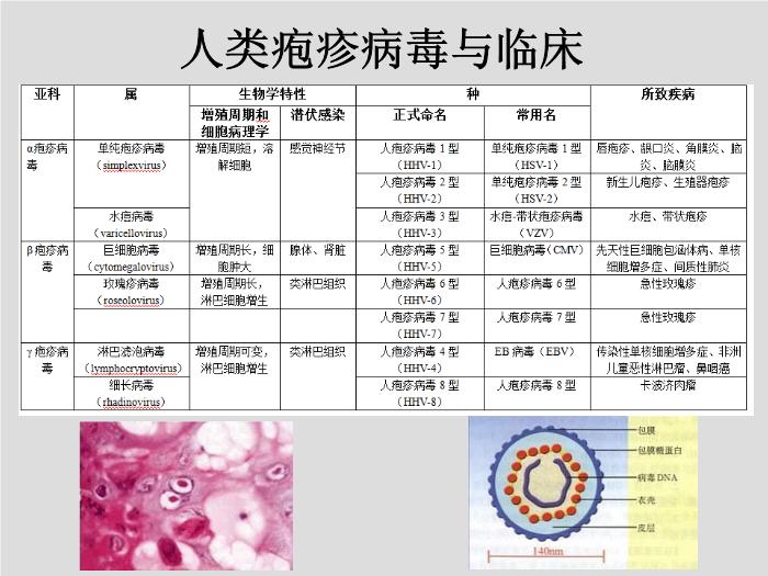 【醫學PPT課件】第27章 皰疹病毒 浙江大學附屬第一醫院陳瑜第3頁
