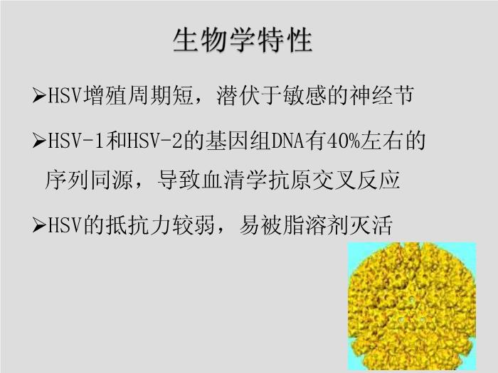 【醫學PPT課件】第27章 皰疹病毒 浙江大學附屬第一醫院陳瑜第7頁