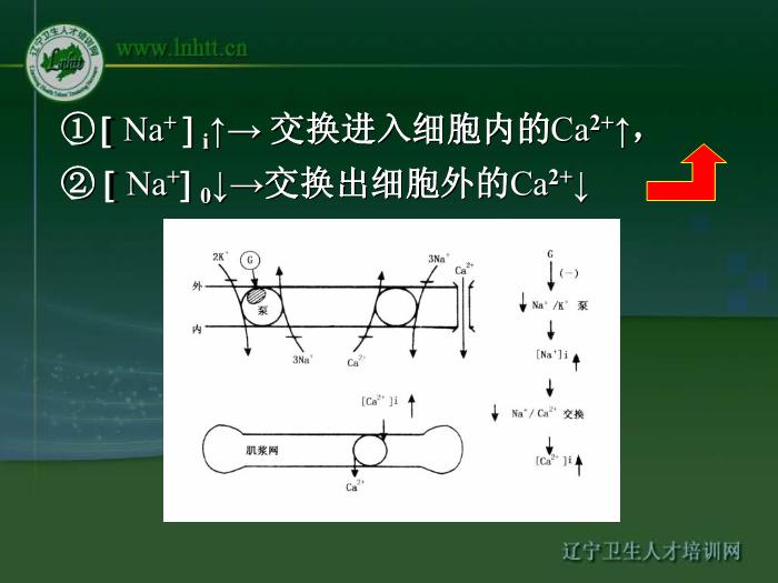 【醫學PPT課件】抗心力衰竭藥物 中國醫科大學藥學院第10頁