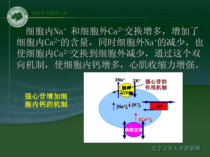 【醫學PPT課件】抗心力衰竭藥物 中國醫科大學藥學院第11頁