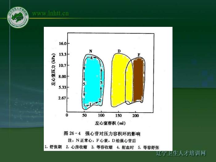 【醫學PPT課件】抗心力衰竭藥物 中國醫科大學藥學院第14頁